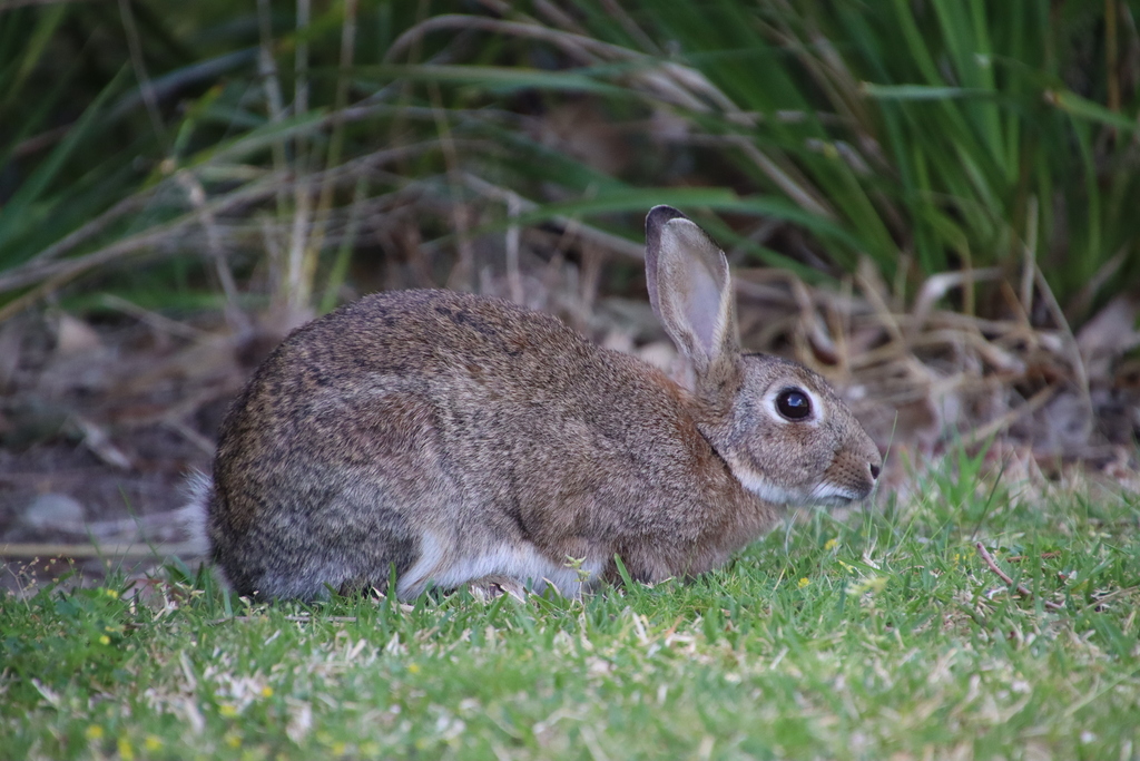 European Rabbit (Oryctolagus cuniculus)